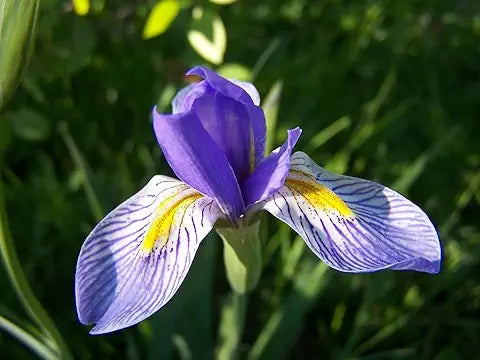 Iris Blume Rare Easy Grow Plant - for planting in home garden